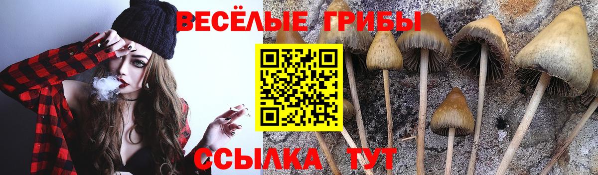 Галлюциногенные грибы Cubensis Мурино